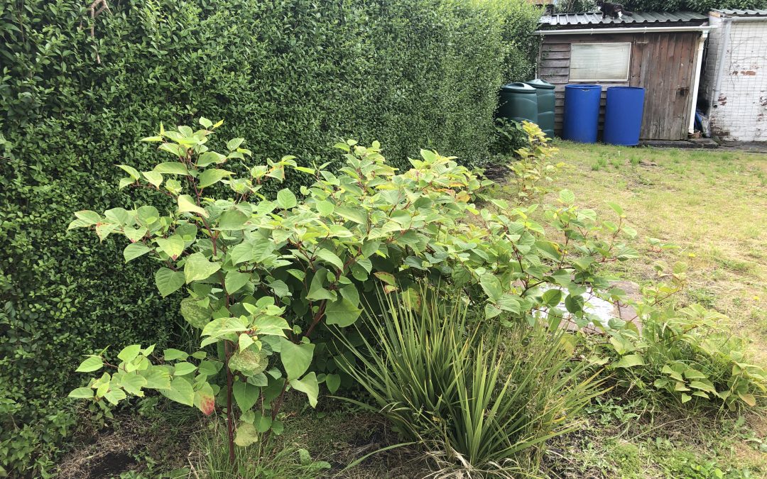 Trying to sell a house with Knotweed?
